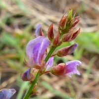 Tadehagi triquetrum (L.) H.Ohashi